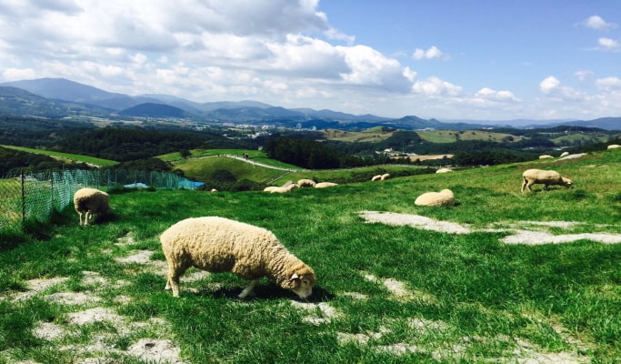 Daegwallyeong Sheep Farm + Bongpyeong Herbnara Farm 1 Day Tour