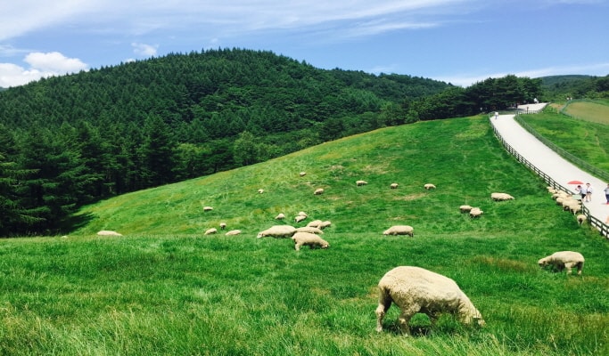 Daegwallyeong Sheep Farm + Bongpyeong Herbnara Farm 1 Day Tour