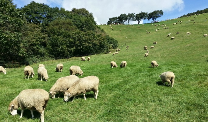Daegwallyeong Sheep Farm + Bongpyeong Herbnara Farm 1 Day Tour