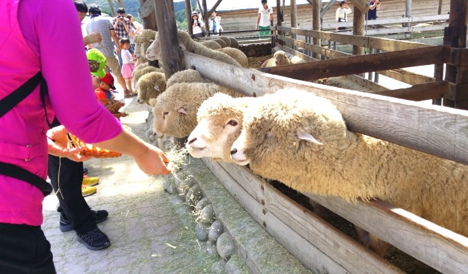 Seoraksan National Park & Daegwallyeong Sheep Farm/Sokcho Tourist & Fishery Market 1 Day Tour (Tue & Thu)