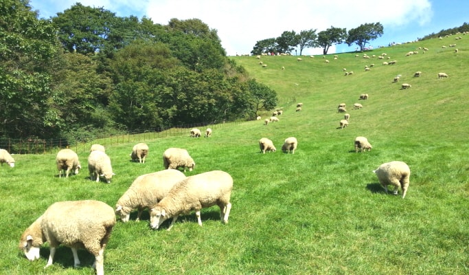 Seoraksan National Park & Daegwallyeong Sheep Farm/Sokcho Tourist & Fishery Market 1 Day Tour (Tue & Thu)