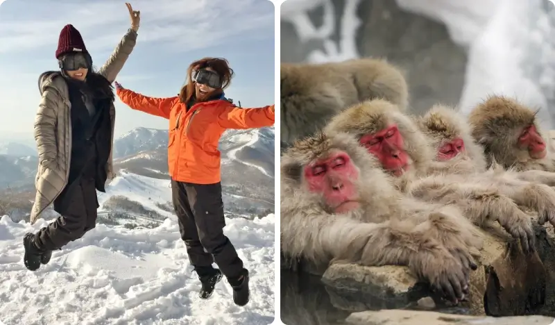 Snow Monkey Park & Shiga Kogen Ski Resort 1 Day Tour