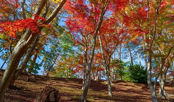 Winter Special: Shuzenji Village and Mt. Fuji View 1 Day Tour from Tokyo (Nov 3~Dec 29)