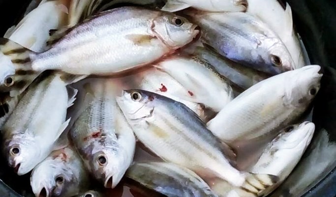 Hua Hin Boat Tour: Siam Sea Cret Fishing Tour (Day/Night)