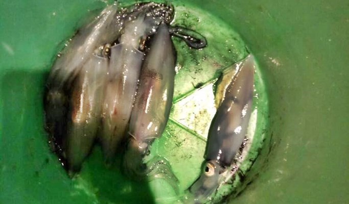 Hua Hin Boat Tour: Siam Sea Cret Fishing Tour (Day/Night)