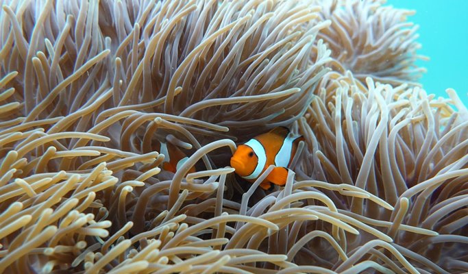 Similan Islands 1 Day Snorkeling Tour by Speedboat (+ Transfer Option) - from Phuket (~mid May)