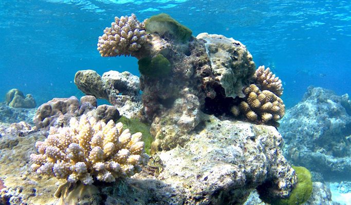 Similan Islands 1 Day Snorkeling Tour by Speedboat (+ Transfer Option) - from Phuket (~mid May)