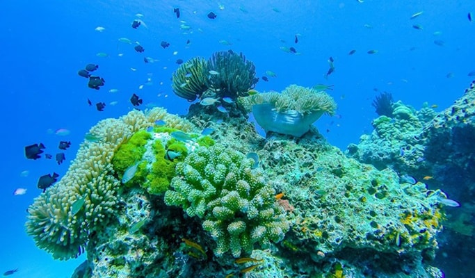 Similan Islands 1 Day Premium Tour by Speedboat (+Breakfast/Lunch/Snorkeling) - from Phuket (~mid May)