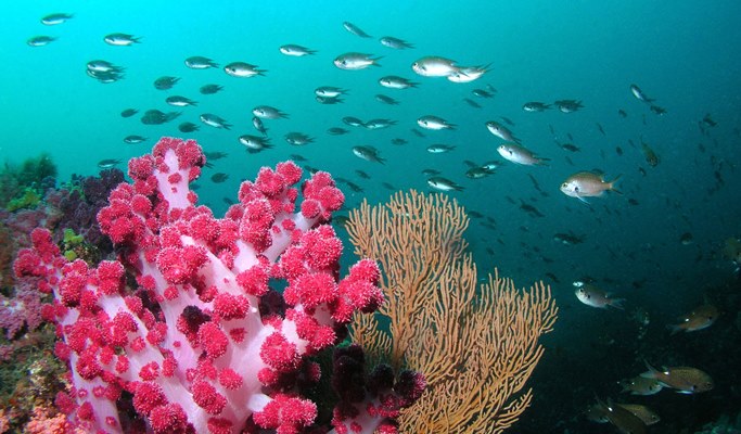 Snorkeling near Seopseom Island in Jeju