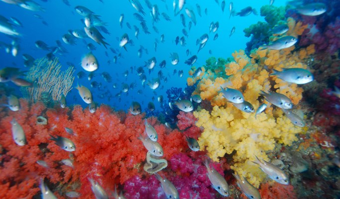 Snorkeling near Seopseom Island in Jeju