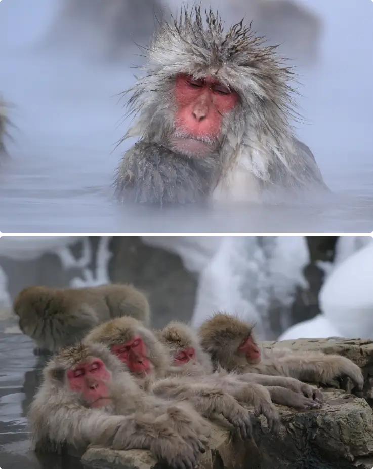 Snow monkeys relaxing in a hot spring at Snow Monkey Park, Nagano, with snow-covered surroundings