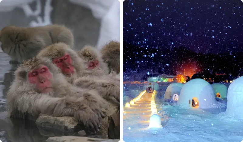 Nagoya Snow Monkey Park (+ Kamakura no Sato) 1 Day Tour - from Tokyo (Dec 13~Mar 31)