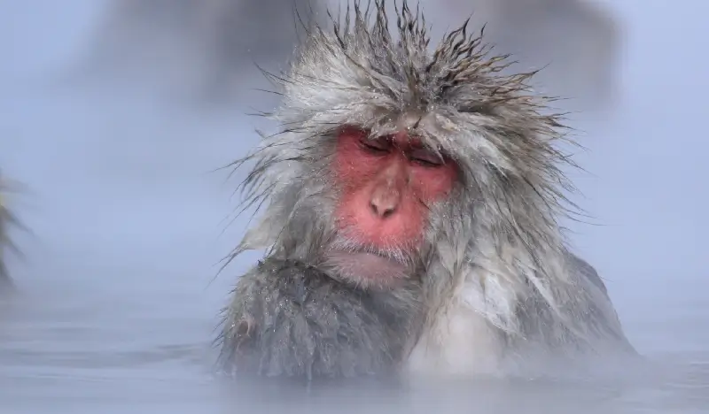 Nagoya Snow Monkey Park (+ Kamakura no Sato) 1 Day Tour - from Tokyo (Dec 13~Mar 31) - view 1