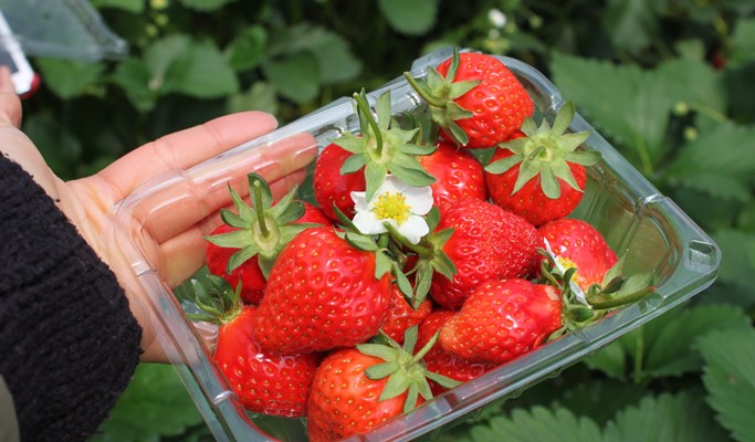 Vivaldi Park Snowy Land Snow Sled + Strawberry Picking + Garden of Morning Calm 1 Day Tour (Dec 20~Mar 4)