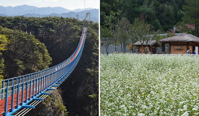Wonju Sogeumsan Suspension Bridge & Pyeongchang Hyoseok Culture Festival Buckwheat Flower Fields 1 Day Tour - from Seoul (Sep 7~15)