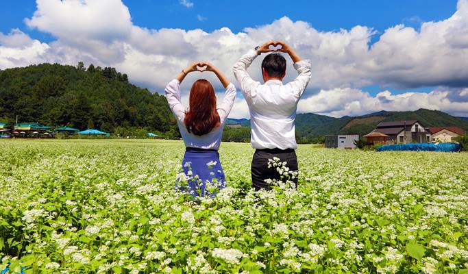 Wonju Sogeumsan Suspension Bridge & Pyeongchang Hyoseok Culture Festival Buckwheat Flower Fields 1 Day Tour - from Seoul (Sep 7~15)