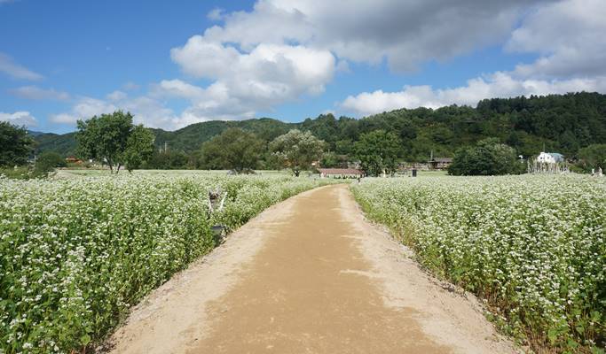 Wonju Sogeumsan Suspension Bridge & Pyeongchang Hyoseok Culture Festival Buckwheat Flower Fields 1 Day Tour - from Seoul (Sep 7~15)