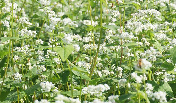 Wonju Sogeumsan Suspension Bridge & Pyeongchang Hyoseok Culture Festival Buckwheat Flower Fields 1 Day Tour - from Seoul (Sep 7~15)