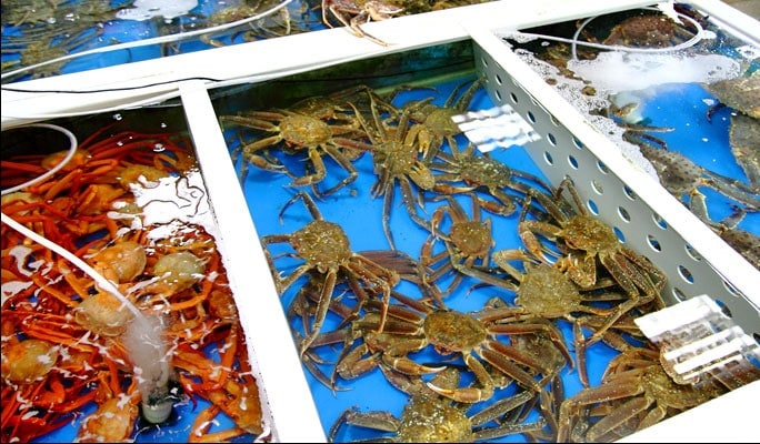 Seoraksan National Park & Daegwallyeong Sheep Farm/Sokcho Tourist & Fishery Market 1 Day Tour (Tue & Thu)