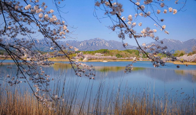 Spring Special: Seoraksan National Park + Lake Cherry Blossom 1 Day Tour - from Seoul (Apr 8~11)