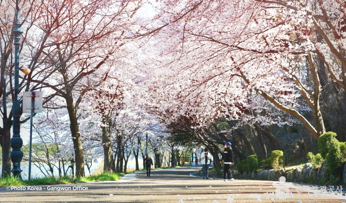 Spring Special: Seoraksan National Park + Lake Cherry Blossom 1 Day Tour - from Seoul (Apr 8~11)