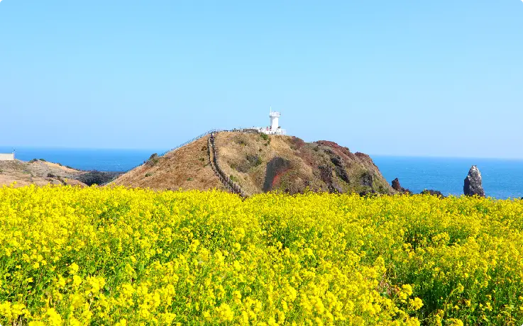 Seopjikoji coastal cliffs and grassy fields in Jeju during spring.