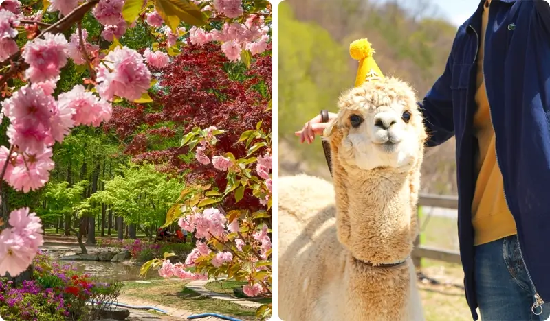 Nami Island + Alpaca World (+ Gangchon Rail Bike/Petite France) 1 Day Tour from Seoul