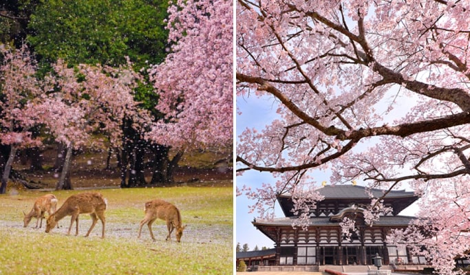 Spring Special: Nara Park & Mount Yoshino Cherry Blossom Tour from Osaka (Mar 25~Apr 15)
