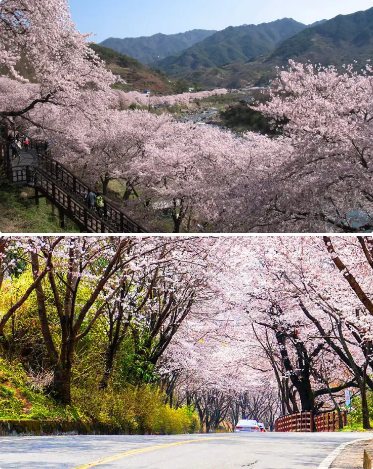 Ssanggyesa Simni Cherry Blossom Road covered in pink blossoms during spring in Hwagae