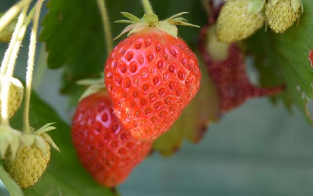 Seoul Vicinity: Nami Island + Garden of Morning Calm + Strawberry Picking