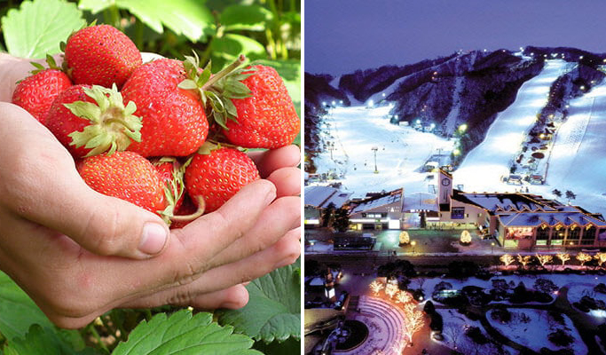 2D1N/3D2N Vivaldi Park Snowyland & Strawberry Picking Package
