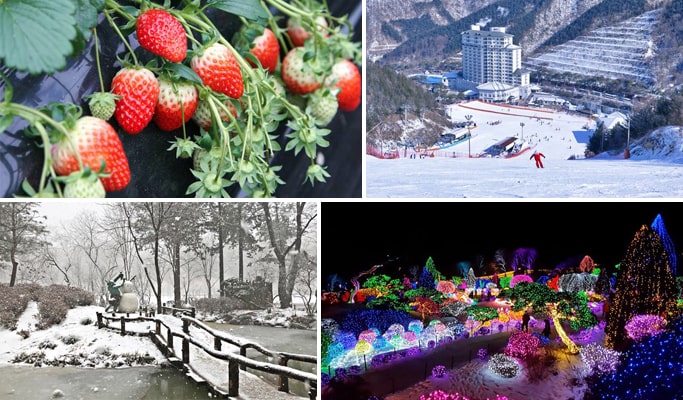 草莓採摘 + Elysian滑雪場 + 南怡島 + 晨靜樹木園 1日遊 - 首爾出發（12月10日~3月5日）