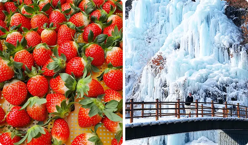 イチゴ狩り＋南怡島＋魚飛(オビ)渓谷（＋アチムゴヨ樹木園／江村レールバイク／プチフランス）1日ツアー