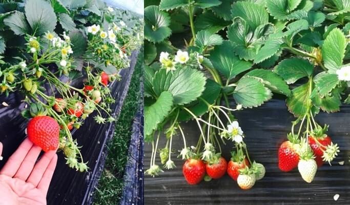 Strawberry Farm Experience in Yangpyeong, Korea - Trazy, Korea's #1