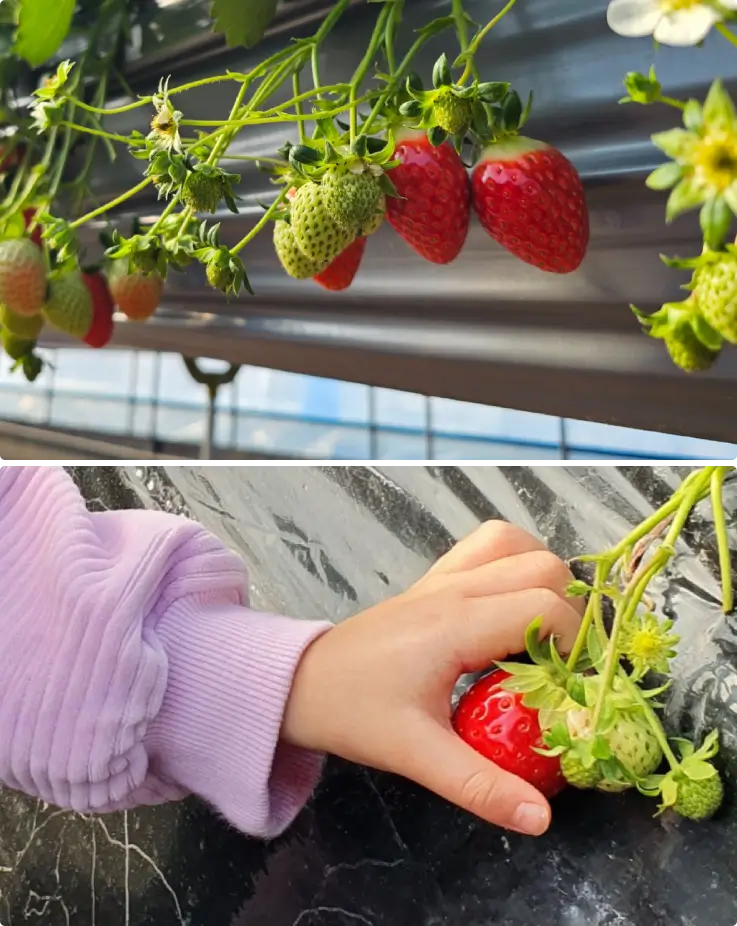 Strawberry picking and jam making experience on a winter day tour in Korea.