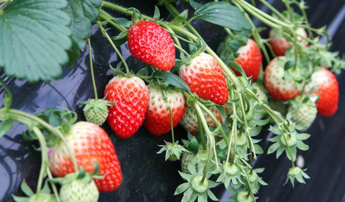 Alpaca World + Nami Island + Garden of Morning Calm 1 Day Tour (with Optional Rail Bike or  Strawberry Picking) - from Seoul
