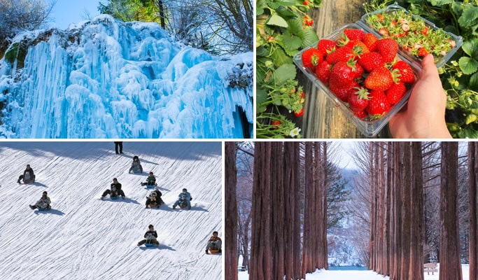 Strawberry Picking + Winter Sled/Nami Island + Eobi Valley Tour from Seoul - Trazy, Korea's #1 Travel Shop