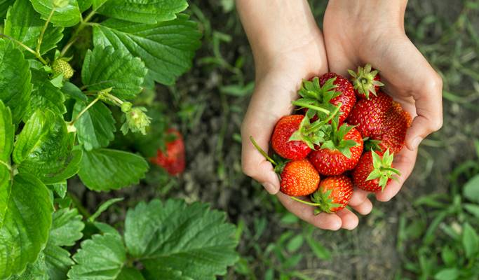 Busan 1 Day Tour: Strawberry Picking + Gamcheon Culture Village (+ Taejongdae option) (Dec 20~May 15)