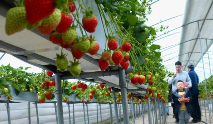 Busan 1 Day Tour: Strawberry Picking + Gamcheon Culture Village (+ Taejongdae option) (Dec 20~May 15)