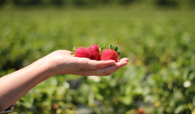 Seoul Vicinity: Nami Island + Petite France + Strawberry Farm Package