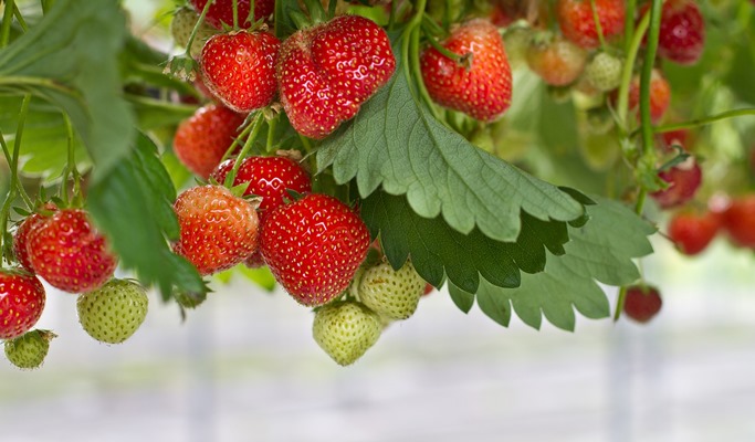 Seoul Vicinity: Nami Island + Petite France + Strawberry Farm Package