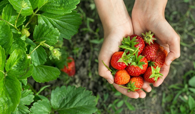 Seoul Vicinity: Nami Island + Petite France + Strawberry Farm Package