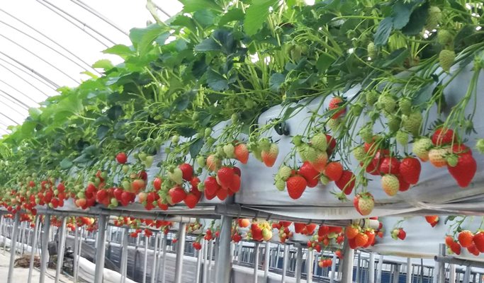 Seoul Vicinity: Nami Island + Petite France + Strawberry Farm Package