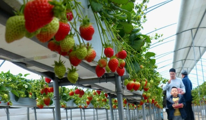 Seoul Vicinity: Nami Island + Petite France + Strawberry Farm Package