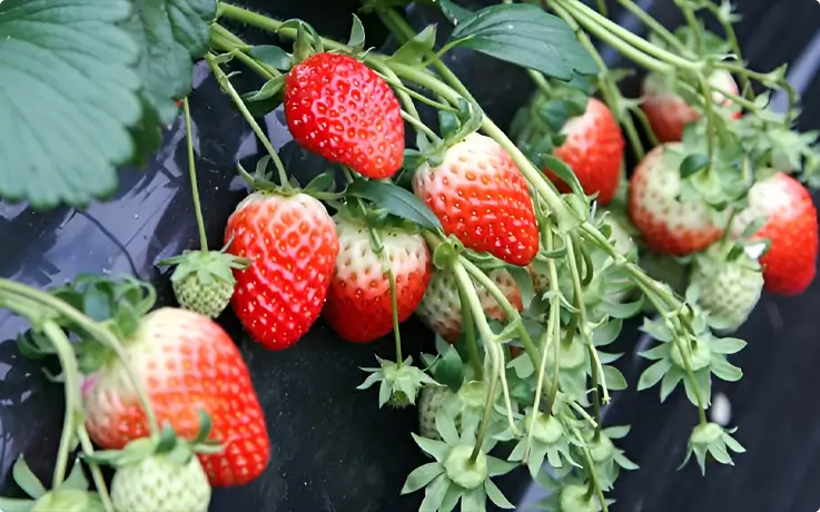 Strawberries at a local farm in Korea