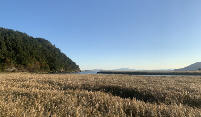 首爾/釜山 寶城綠茶園＆順天灣私人一日遊