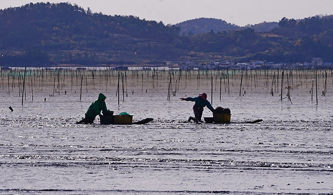 [UNESCO World Heritage] Suncheon Getbol (Tidal Flat) Tour from Busan