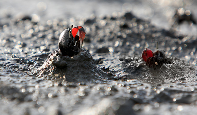 [UNESCO World Heritage] Suncheon Getbol (Tidal Flat) Tour from Busan