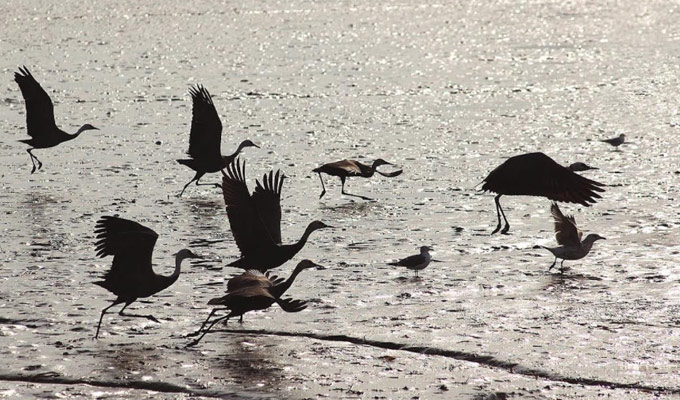 [UNESCO World Heritage] Suncheon Getbol (Tidal Flat) Tour from Busan