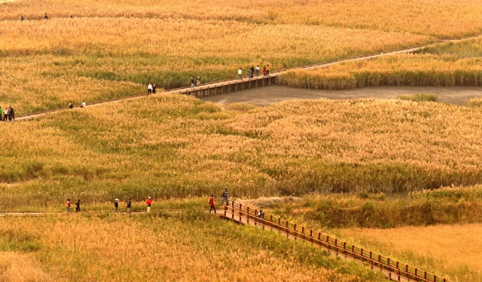 Suncheon Bay International Garden Expo 1 Day Tour - From Busan (Jun~Oct)